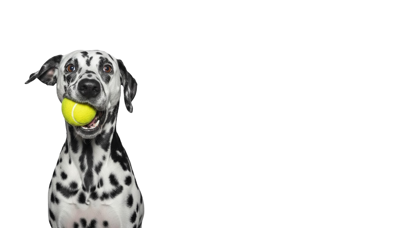 Dalmatian holding a tennis ball